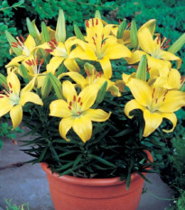 Ľalia Bright Pixie - Lilium - cibuľa ľalia - 1 ks