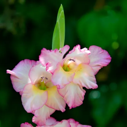 Gladiola Priscilla - Gladiolus - hľuzy mečíka - 3 ks