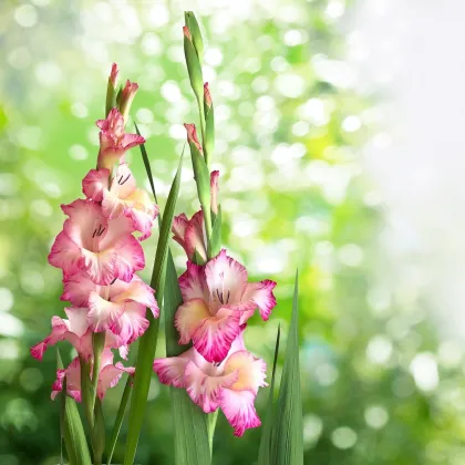 Gladiola Priscilla - Gladiolus - hľuzy mečíka - 3 ks