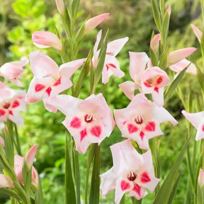 Gladiola nanus Elvira - Gladiolus - hľuzy mečíka - 3 ks