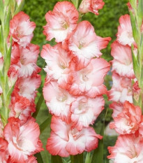 Gladiola Pink Lady - Gladiolus - hľuzy mečíka - 3 ks