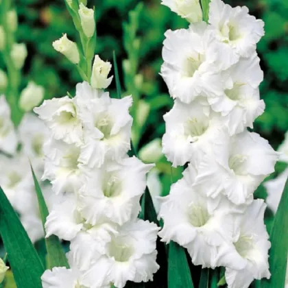 Gladiola Snowy Ruffle - Gladiolus - hľuzy mečíka - 3 ks