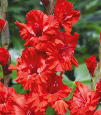 Gladiola Fire Ruffle - Gladiolus - hľuzy mečíka - 3 ks