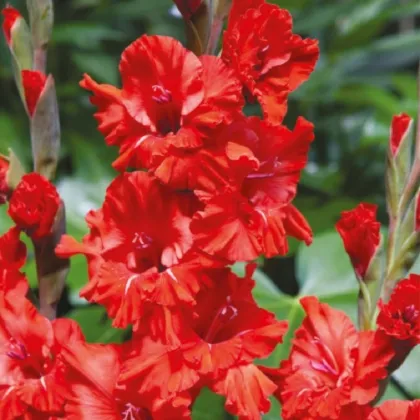 Gladiola Fire Ruffle - Gladiolus - hľuzy mečíka - 3 ks