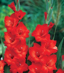 Gladiola Mascagni - Gladiolus - hľuzy mečíka - 3 ks