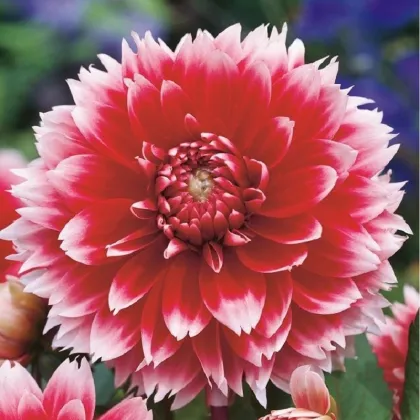 Georgína Red and White Fubuki - Dahlia - hľuzy georgíny - 1 ks