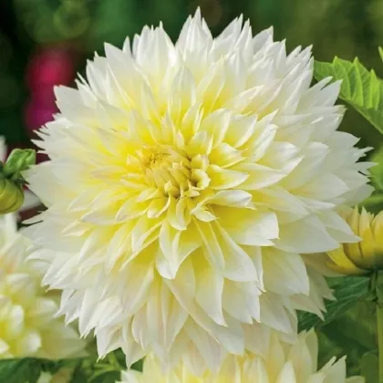 Georgína Canary Fubuki - Dahlia - hľuzy georgíny - 1 ks