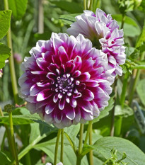 Georgína Edinburgh - Dahlia - hľuzy georgíny - 1 ks