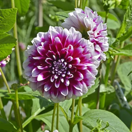 Georgína Edinburgh - Dahlia - hľuzy georgíny - 1 ks