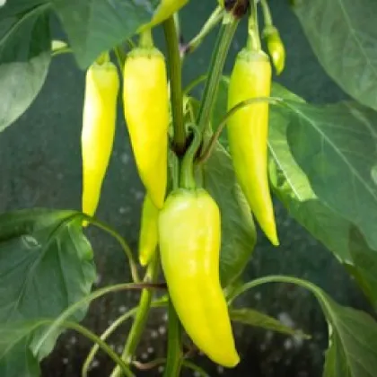 Paprika Sweet Banana - Capsicum annuum - semená papriky - 7 ks