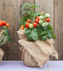 Paradajka kríčková balkónová Tomfall - Solanum lycopersicum - semená paradajky - 20 ks