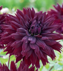 Georgína Black Touch - Dahlia - hľuzy georgíny - 1 ks