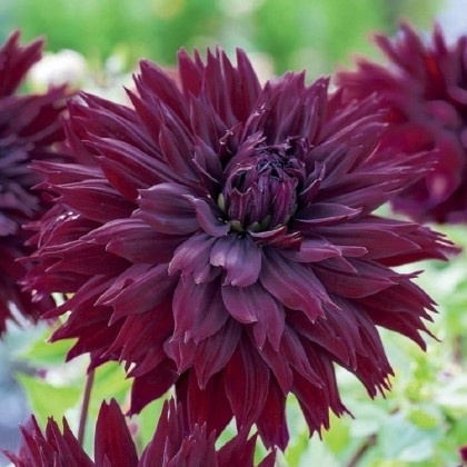 Georgína Black Touch - Dahlia - hľuzy georgíny - 1 ks