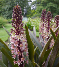 Chocholatica bodkovaná - Eucomis comosa - cibuľa chocholatice - 1 ks