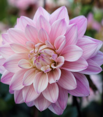 Georgína Melody Harmony - Dahlia - hľuzy georgíny - 1 ks