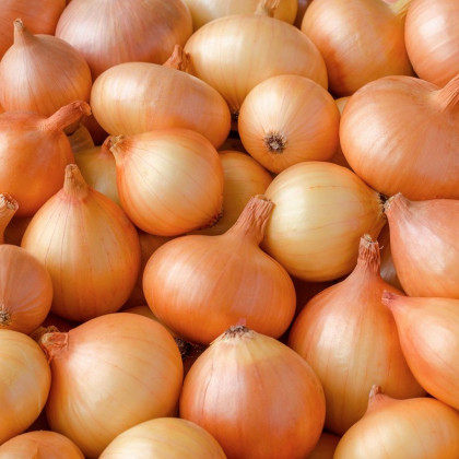 Cibuľa sadzačka žltá Hercules jarná - Allium cepa - cibuľky - 500 g