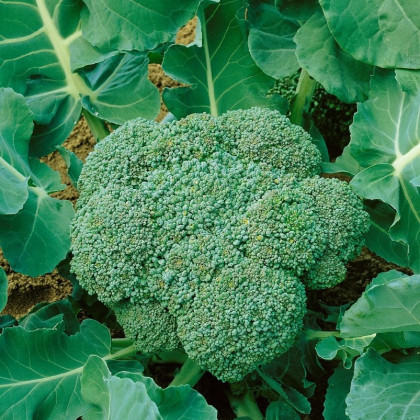 BIO Brokolica Calabrese Natalino - Brassica oleracea L. - bio semená brokolice - 30 ks