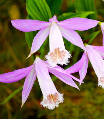 Plejonka - Pleione formosana - hľuzy plejonky - 1 ks