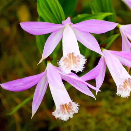 Plejonka - Pleione formosana - hľuzy plejonky - 1 ks