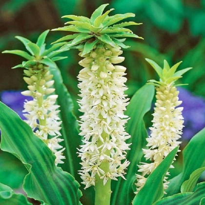 Chocholka Autumnalis - Eucomis - cibuľa chocholka - 1 ks