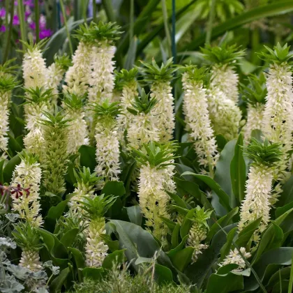 Chocholka Autumnalis - Eucomis - cibuľa chocholka - 1 ks