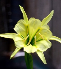 Peruánsky narcis Sulphur Queen - Ismena - cibuľa ismény - 1 ks