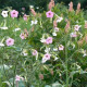 Tabak Marshmallow - Nicotiana mutabilis - semená tabaku - 200 ks