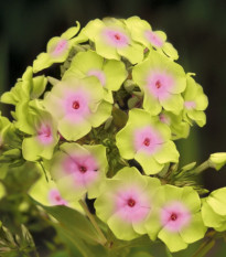 Plamienka Sherbet Blend - Phlox - voľnokorenné sadenice plamienky - 1 ks