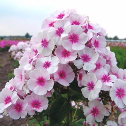 Plamienka Graf Zeppelin - Phlox - voľnokorenné sadenice plamienky - 1 ks