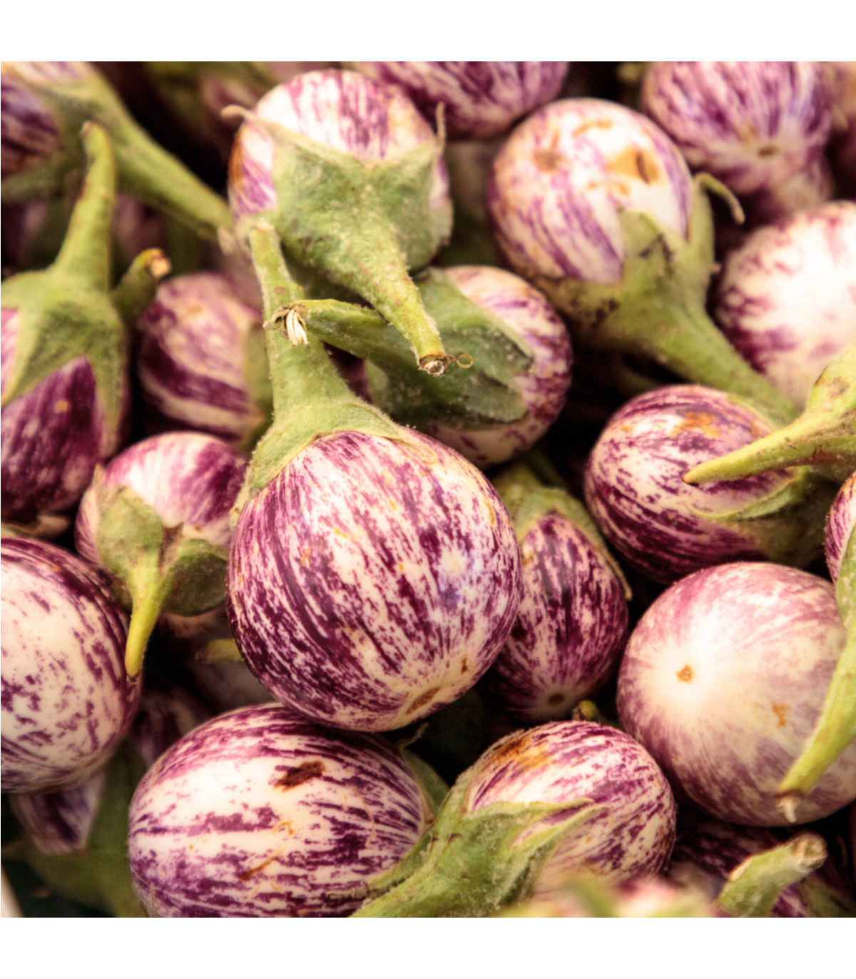 Baklažán Listada - Solanum melongena - semená baklažánu - 7 ks