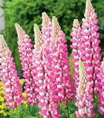 Lupina ružová - Lupinus - voľnokorenné sadenice lupiny - 1 ks