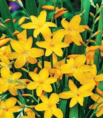 Montbrécia Sonate - Crocosmia - hľuzy montbrécie - 4 ks