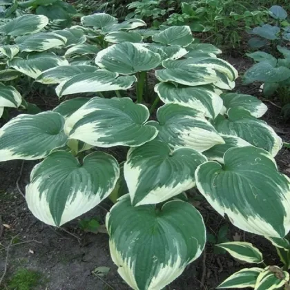 Funkia - Hosta Robert Frost - hľuzy funkie - 1 ks