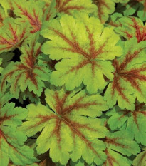 Heuchera Dales Strain - Heuchera - voľnokorenné sadenice heuchery - 1 ks