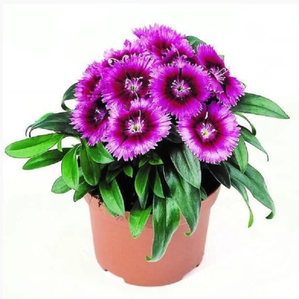 Klinček Chiba Purple Picotee F1 - Dianthus - semená klinčeka - 18 ks