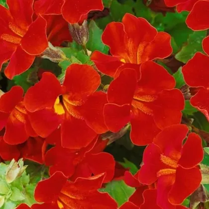 Čarodejka Magic Red - Mimulus hybridus - semená čarodejky - 30 ks