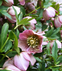 Čemerica východná - Helleborus orientalis - voľnokorenné sadenice  čemerice - 1 ks