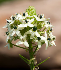 Bledavka Saundersov - Ornithogalum saundersiae - cibuľa bledavky - 1 ks