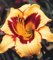 Ľaliovka Eye on America - Hemerocallis - hľuzy ľaliovky - 1 ks