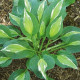 Funkia - Hosta Snake Eyes - hľuzy funkie - 1 ks