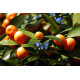 Mandarínka Kalamondín - Citrus mitis - semená mandarínky - 3 ks