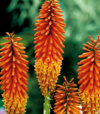 Mnohokvet oranžový - Kleopatrina ihla - Kniphofia - voľnokorenné sadenice mnohokvetu - 1 ks