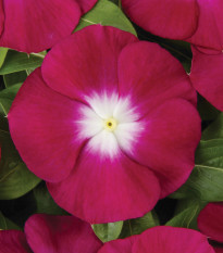 Katarant Volante Burgundy Halo - Catharanthus - semená katarantu - 30 ks