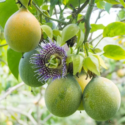 Mučenka pruhovaná sladká - Passiflora ligularis - semená mučenky - 4 ks