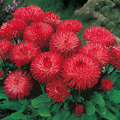 Sedmokráska obyčajná Habanera červená - Bellis perennis - semená sedmokrásky - 40 ks