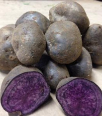 Sadbové zemiaky Blue Congo - Solanum tuberosum - zemiaky - 5 ks