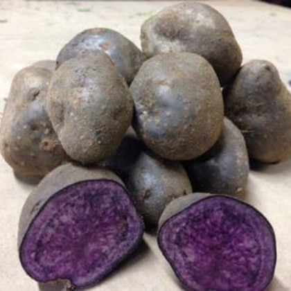 Sadbové zemiaky Blue Congo - Solanum tuberosum - zemiaky - 5 ks