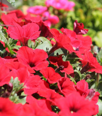 Petúnia Musica Red F1 - Petunia x grandiflora - semená petúnie - 30 ks