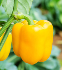 Paprika Beluga Yellow F1 - Capsicum annuum - semená papriky - 5 ks