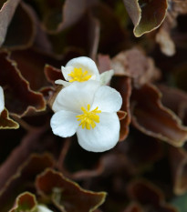 Begónia Marsala F1 White - Begonia semperflorens - semená begónie - 20 ks